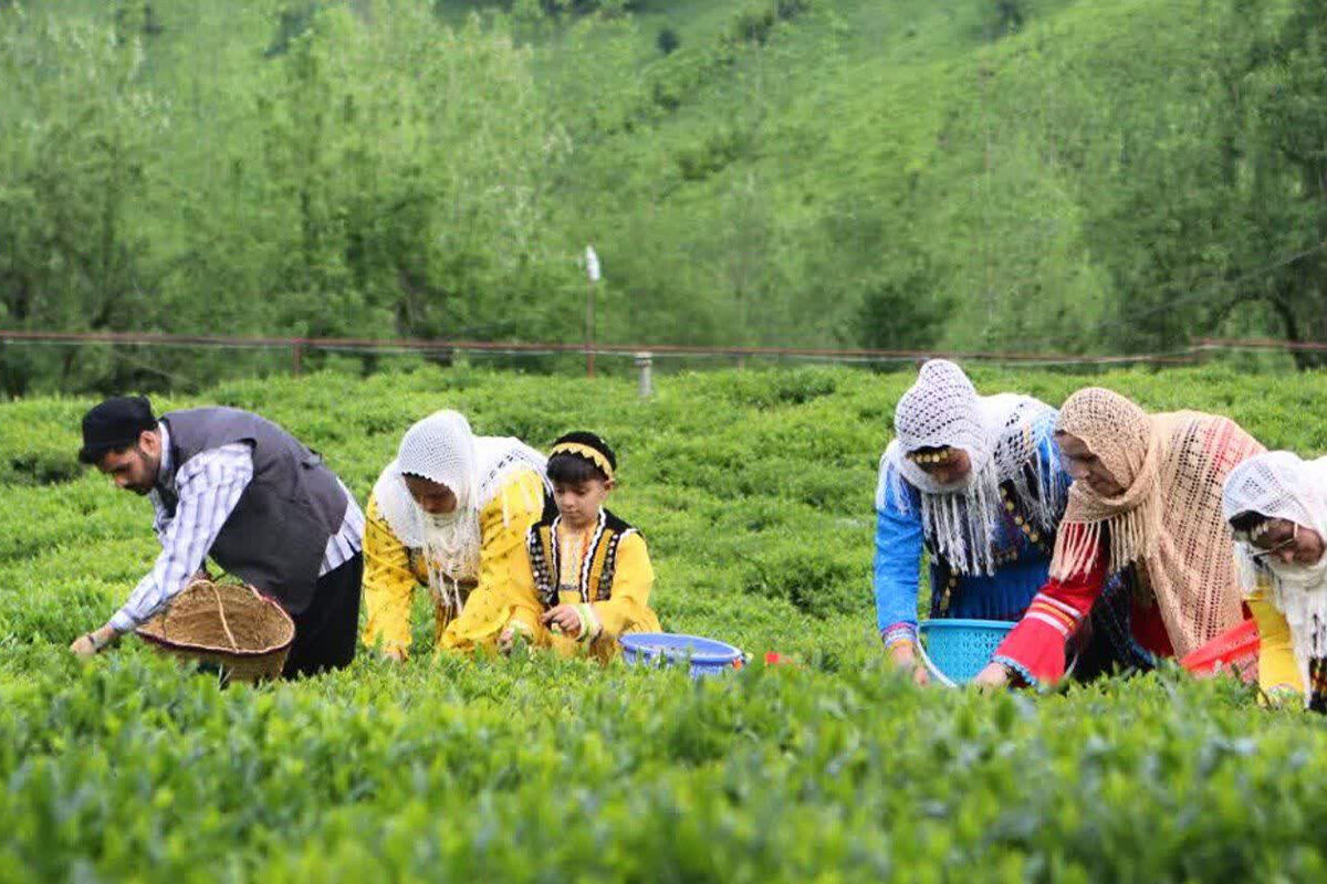  تولید ۱۴۵ هزار تن برگ سبز چای/ قیمت هر کیلوگرم برگ سبز چای ۱۸ هزار تومان است